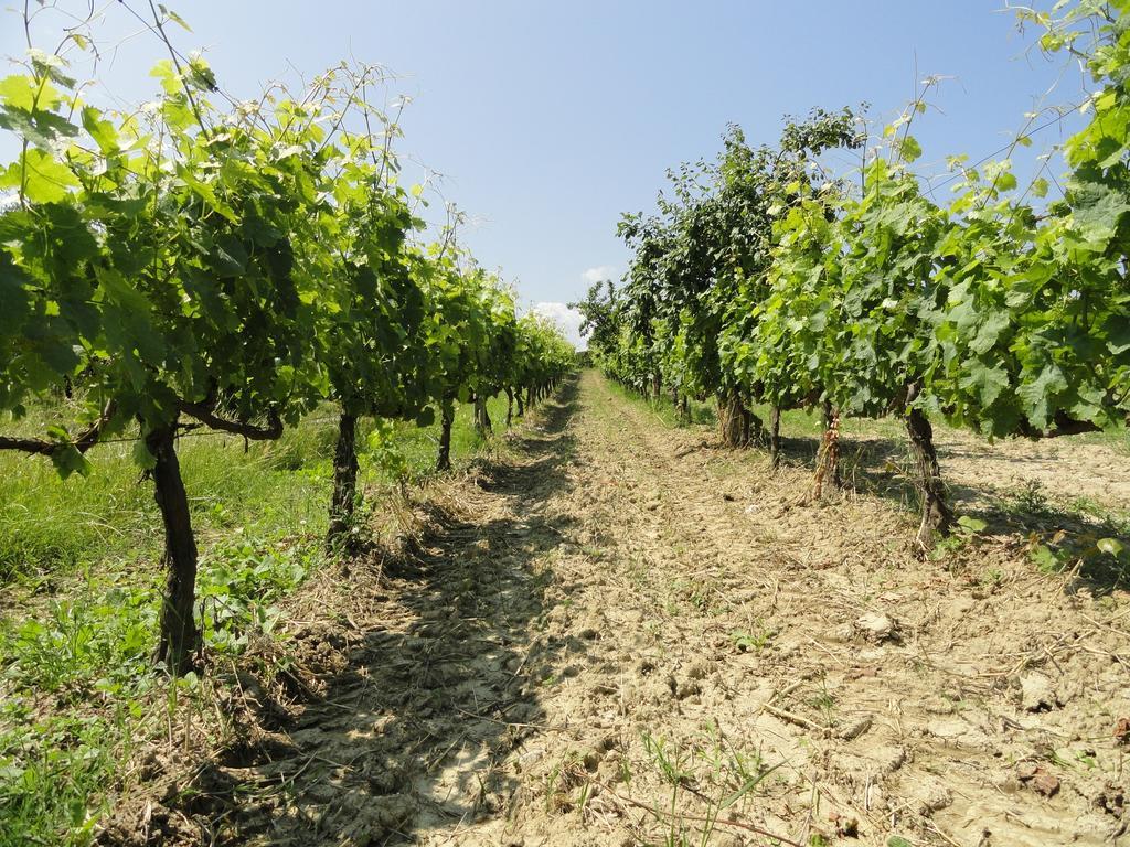 Poggio Novello Διαμέρισμα Peccioli Εξωτερικό φωτογραφία
